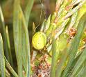 Araniella_cucurbitina_D2976_Z_85_NP De Hoge Veluwe_Nederland